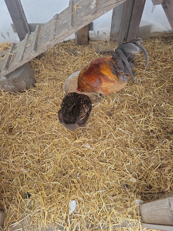 Twinkle answers the call of her husband