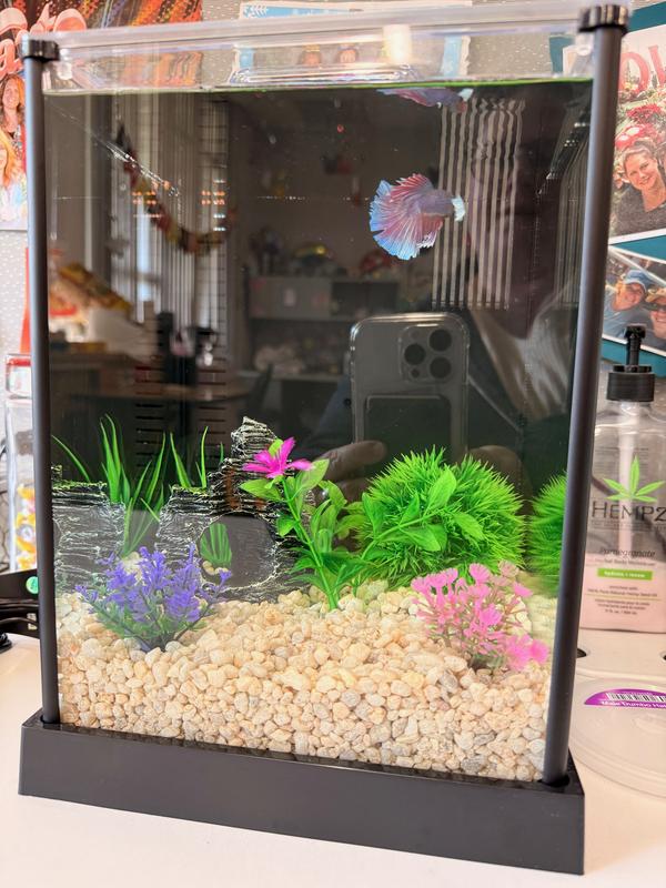 Dumbo is living life large in his new home!