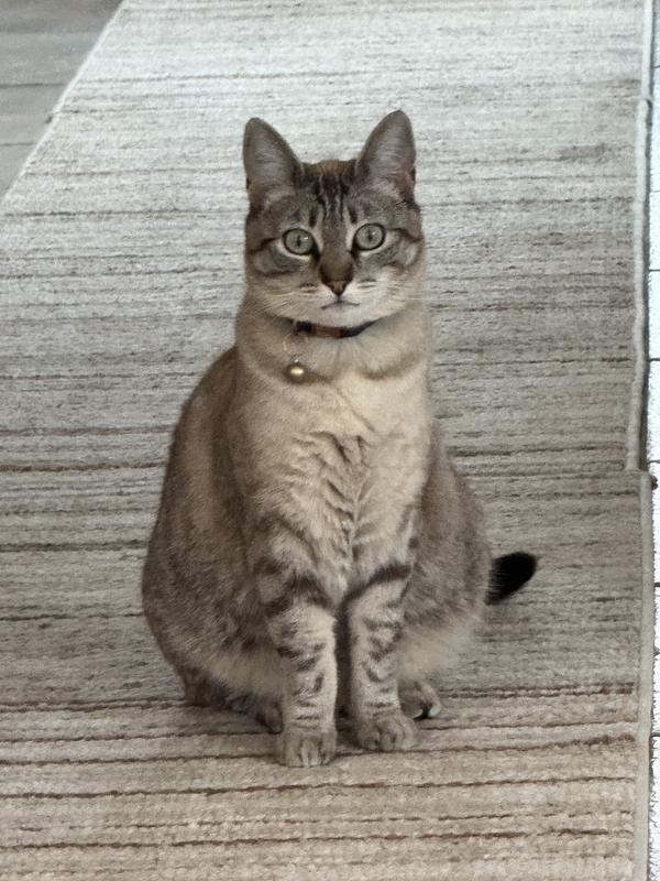 Happy fat Fifi