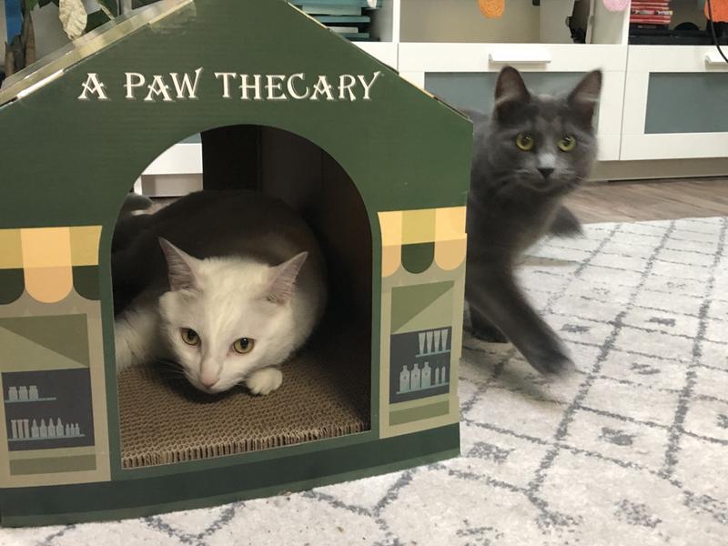 Frisco Halloween A-Paw-Thecary & Chop House Cardboard Cat House with Catnip