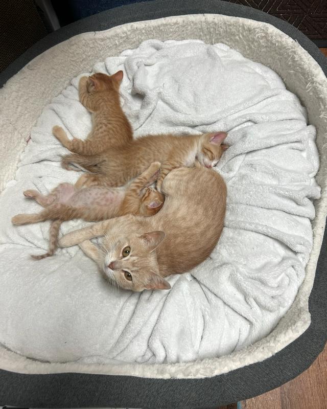 Frisco Bolster Cat & Dog Bed