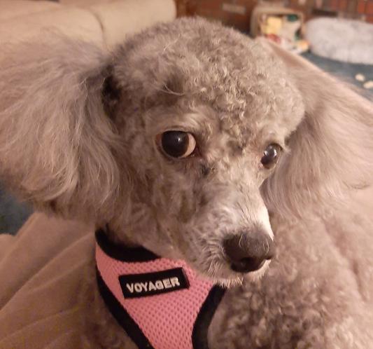 Daisy, loves Chewy.com