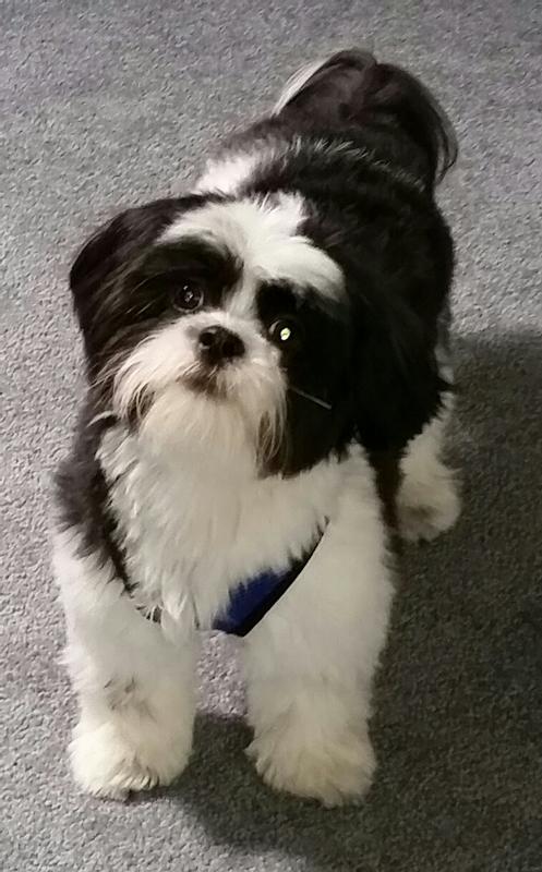 Hello This Is Baxter Wellington I'm 10 years old And i love my new food !