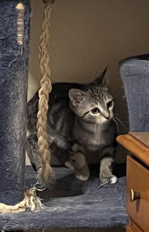 Learning about cat tree. Chasing Lucky up.