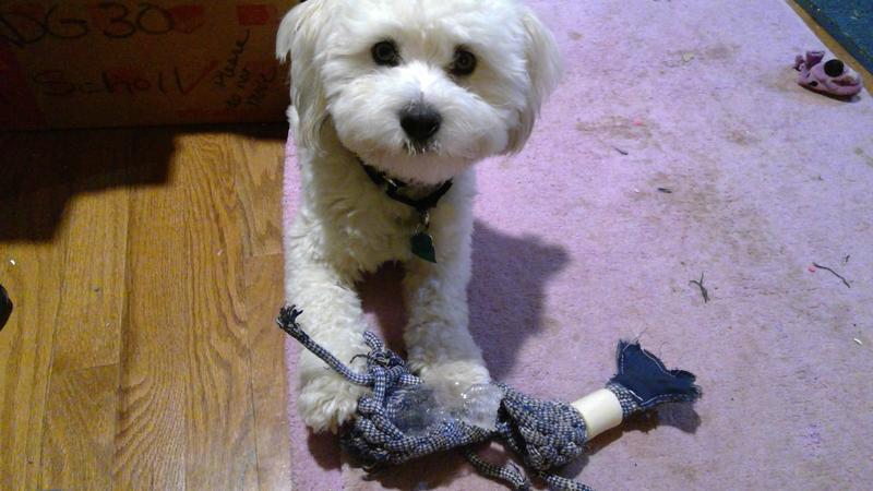 Bones & Chews Rope Whale Crinkle with Bone Dog Toy, 12