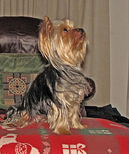 Awaiting my Milk Bones