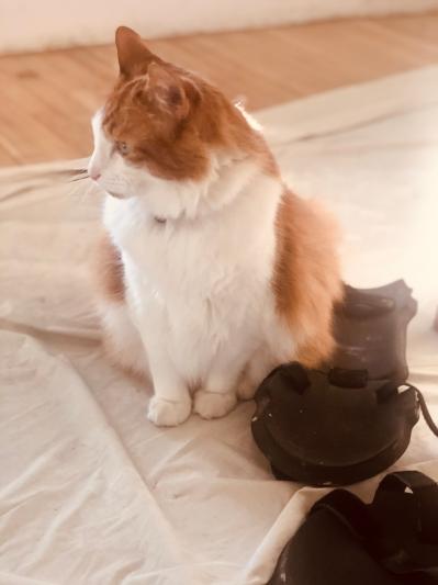 Cat Obesity -- how to keep your cat at a healthy weight — Just Cats  Veterinary Clinic
