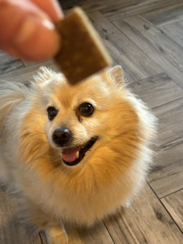Dog waiting for treat