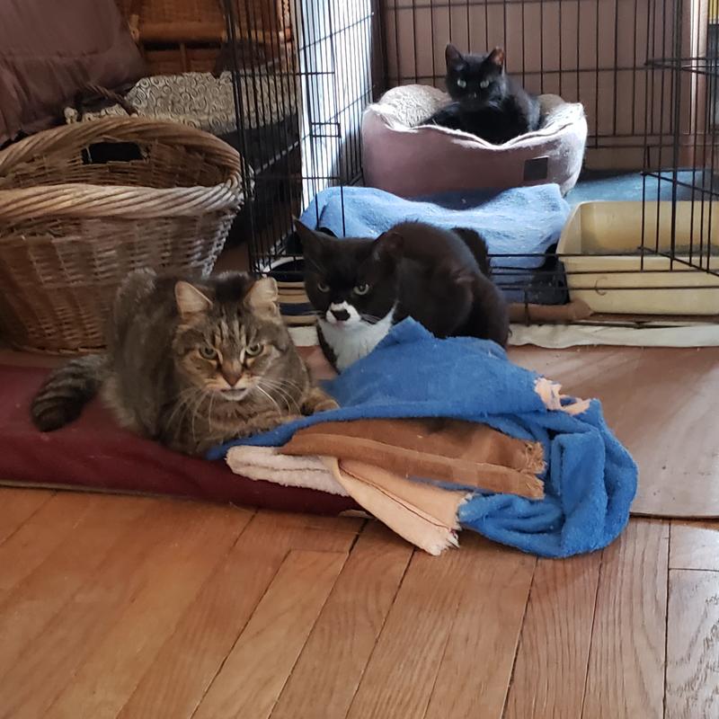 Macska is my thyroid kitty. He's the brown tabby sitting next to his tuxedo sem-feral girlfriend.