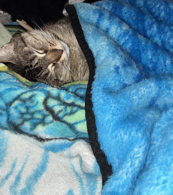 This is Holly ! I’d hate for these treats to make her ill 😿