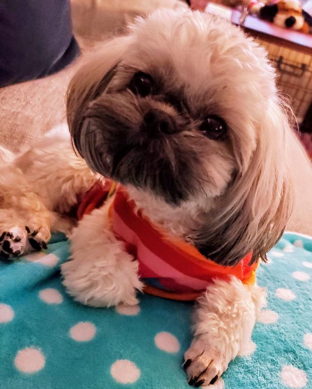 Play toys for very small pups