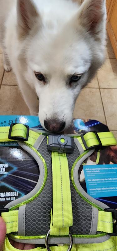 Clouds first harness that's not ahand me down he's very excited and it looks great on him