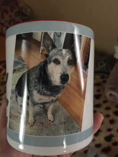 My blue heeler Willow