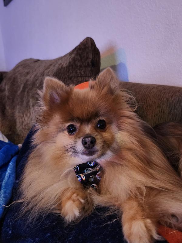 Loki looking adorable in his halloween bowtie!