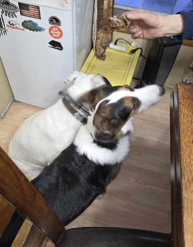 Angel and Xena waiting for the treats