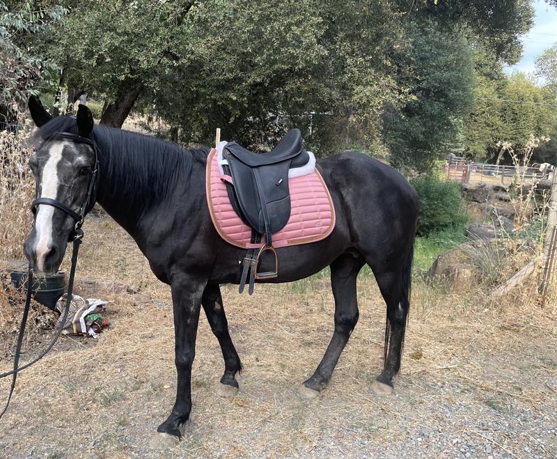 My 31 year old pony Sadie being a model for new tack. (She’s retired)