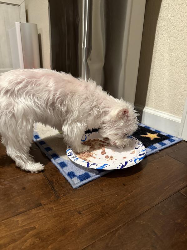 Yes, he's standing in his food whilst he eats it.