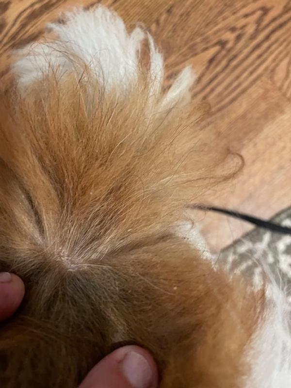 After several applications of Chew + Heal Natural Hot Spot Relief Topical Liquid for Dogs, the redness went away!