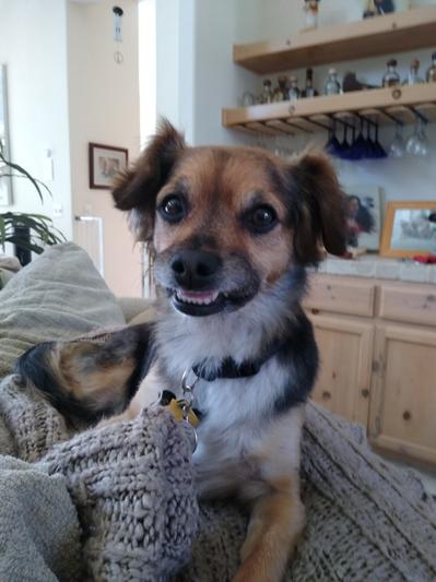 Liquid-Vet Itch & Allergy Support Bacon Flavor Dog Supplement