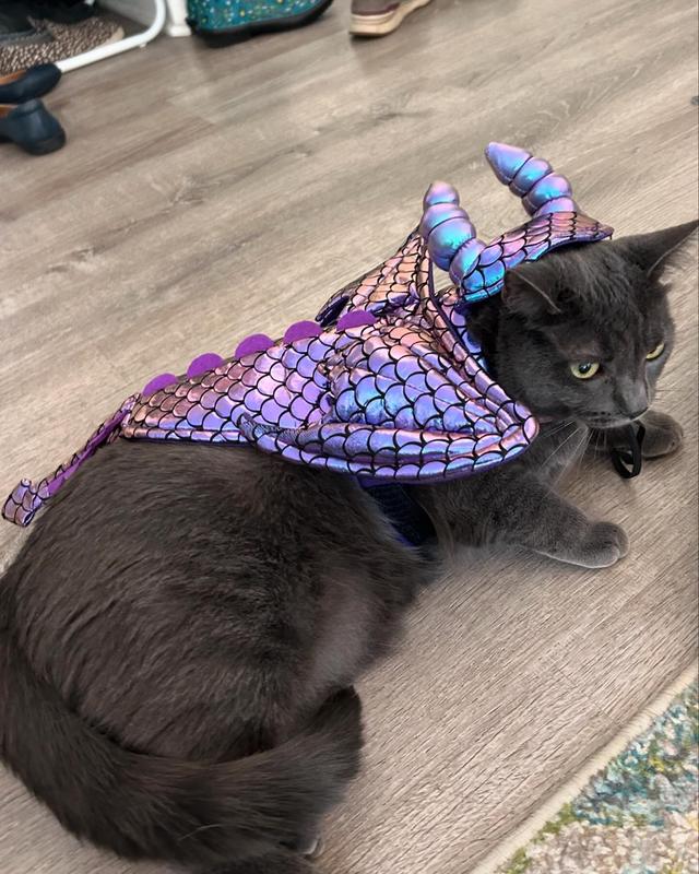 Cat in dragon costume hotsell