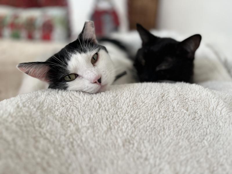 Tyra looking satisfied after having her Blue Buffalo!