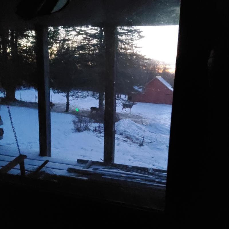 Deer came about at sunset and come back at about midnight most days.