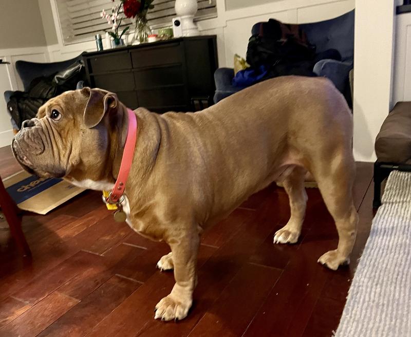 Keeps my 100lb Old English Bulldog Happy and healthy.