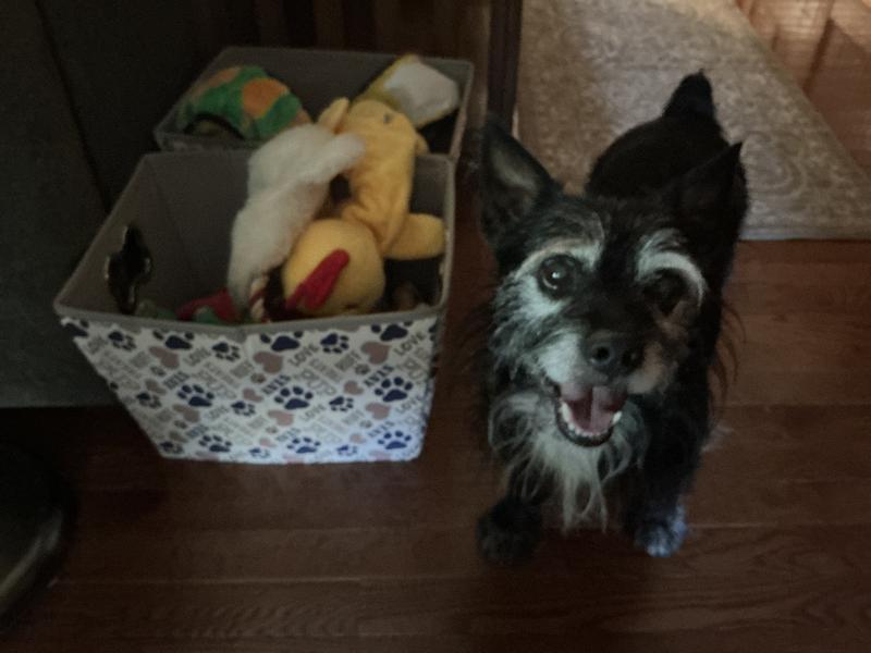 Perfect toy box for Max