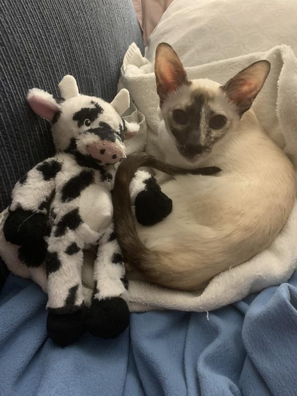 Tiger Lily and Mr. Moo