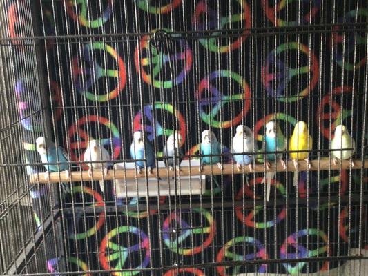 Some of my parakeets getting their bigger cages cleaned!!