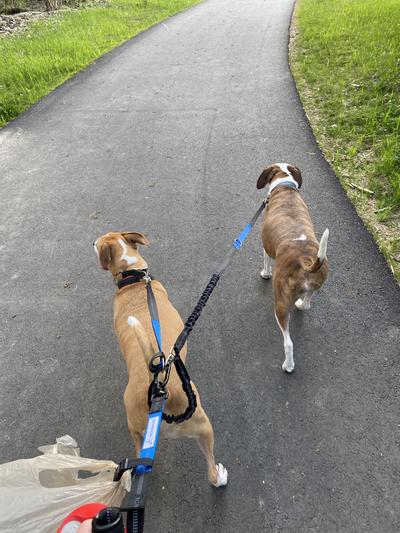 PET FIT FOR LIFE Dual Dog Leash with Bowl Large Chewy