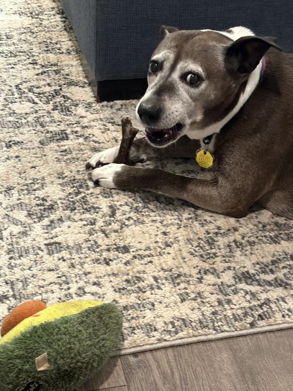 Scout enjoying her Jinx Dental Treat