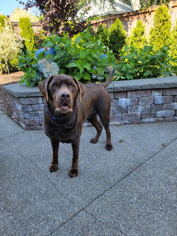 Bailey