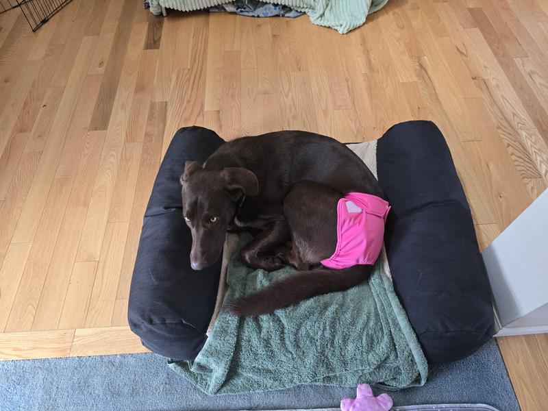 Miska in the pink one