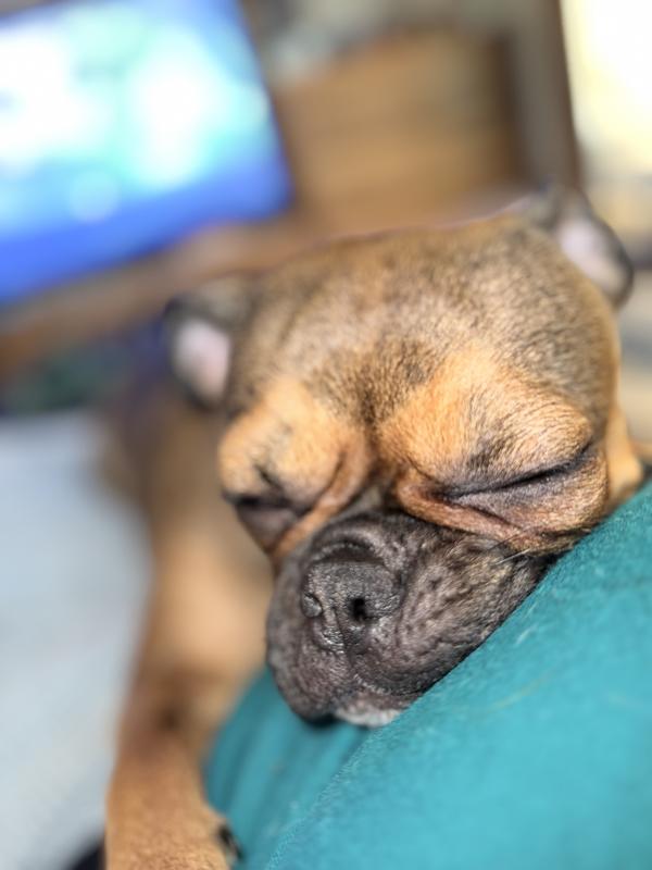 Ember tired after a day of sniffing everything outside.