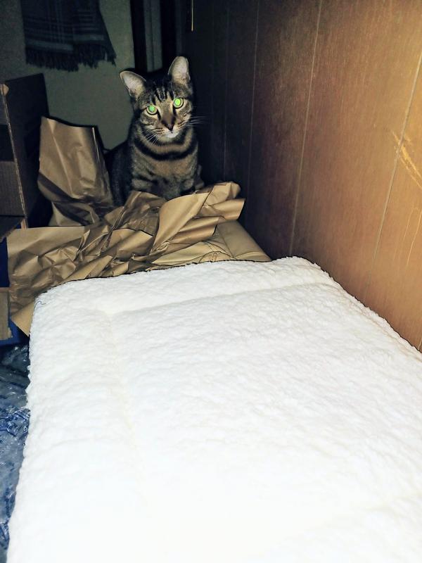 Thanks for the paper Chewy! You want the bed back? It's too scary for me!