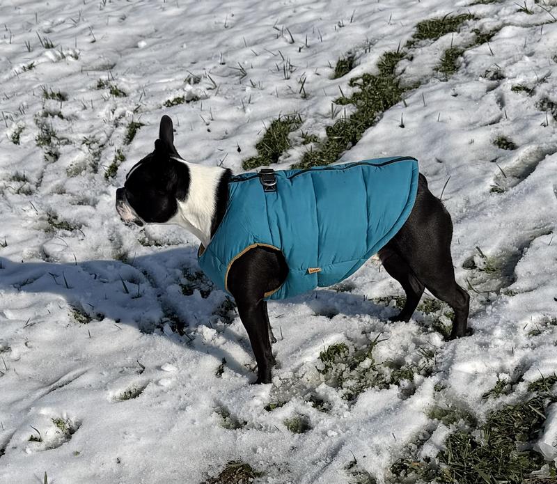 Boone loves his new coat!
