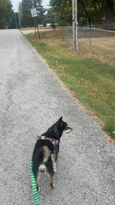 This shows the green side.