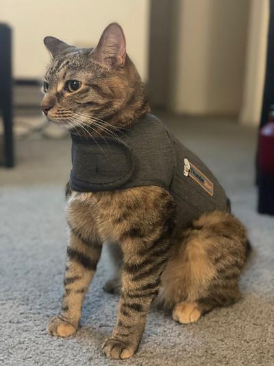 Cat hot sale anxiety vest