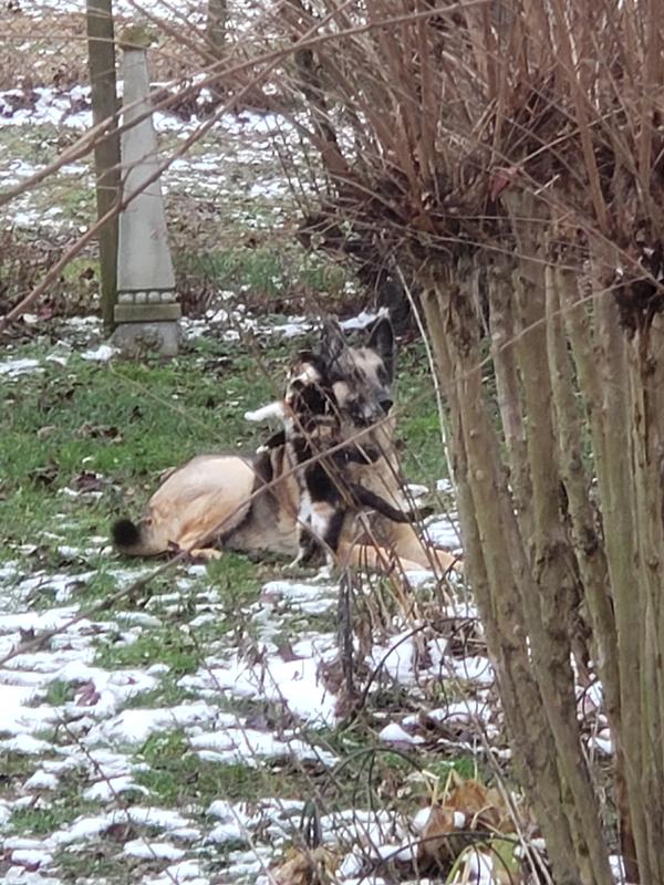 Beckett & Beans, Beans the kitten LOVES th 10yo GS, Beans is feral, outside won't let me touch him. Beckett in/outside