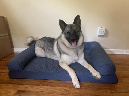 For reference, he's about 50 lb & 32 inches long!
