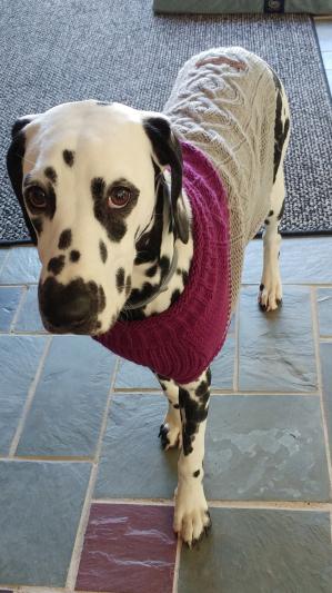 Eddie bauer two tone cable dog sweater hotsell