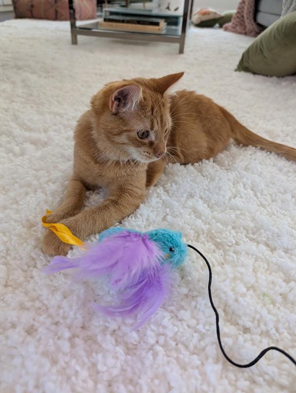 Bartleby after catching his bird.