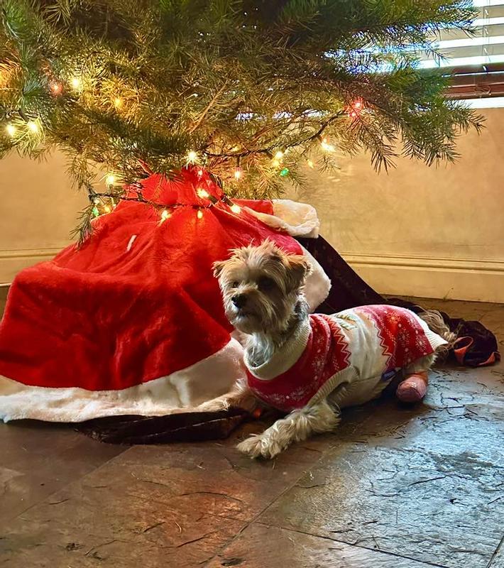 Latte wearing her Christmmas sweater