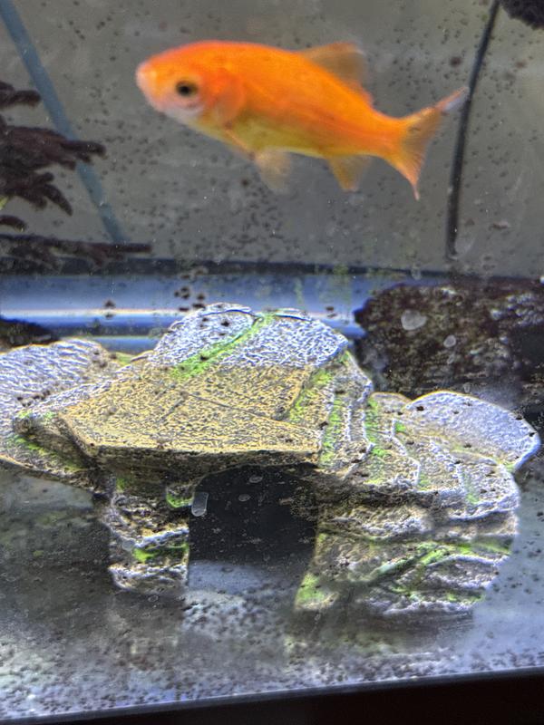 Fish swimming over Shale Ledge