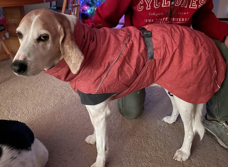 Coonhound ready for action!