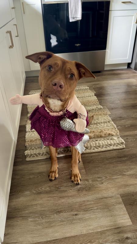 Gonna tell me kids (dogs) this is Taylor swift