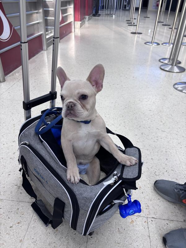 Rocky’s zoom mobile