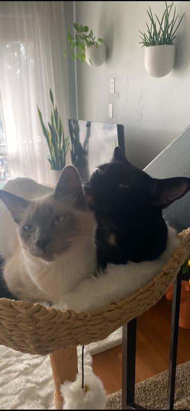 I have 4 cats and one or two are always on this tree.