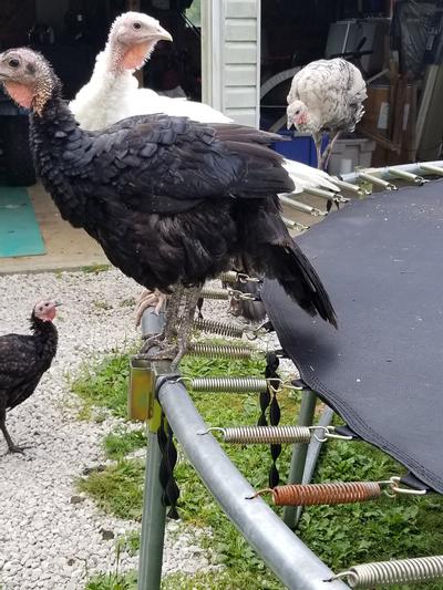 Young poults enjoying the trampoline